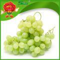 Uvas dulces sin semillas de Thompson Uvas verdes frescas